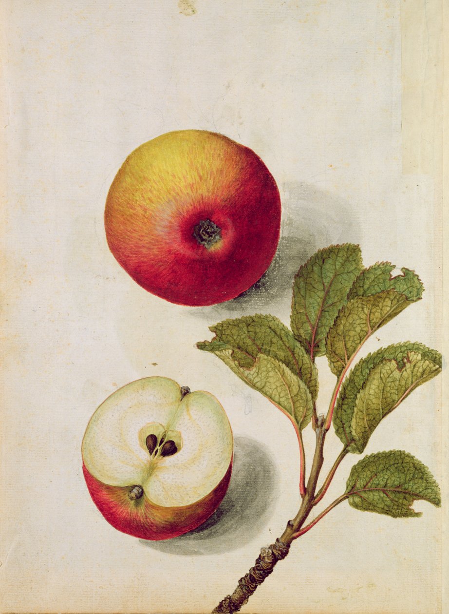 Jabłko: Pyrus malus, ok. 1568 r, autorstwa Jacques Le Moyne