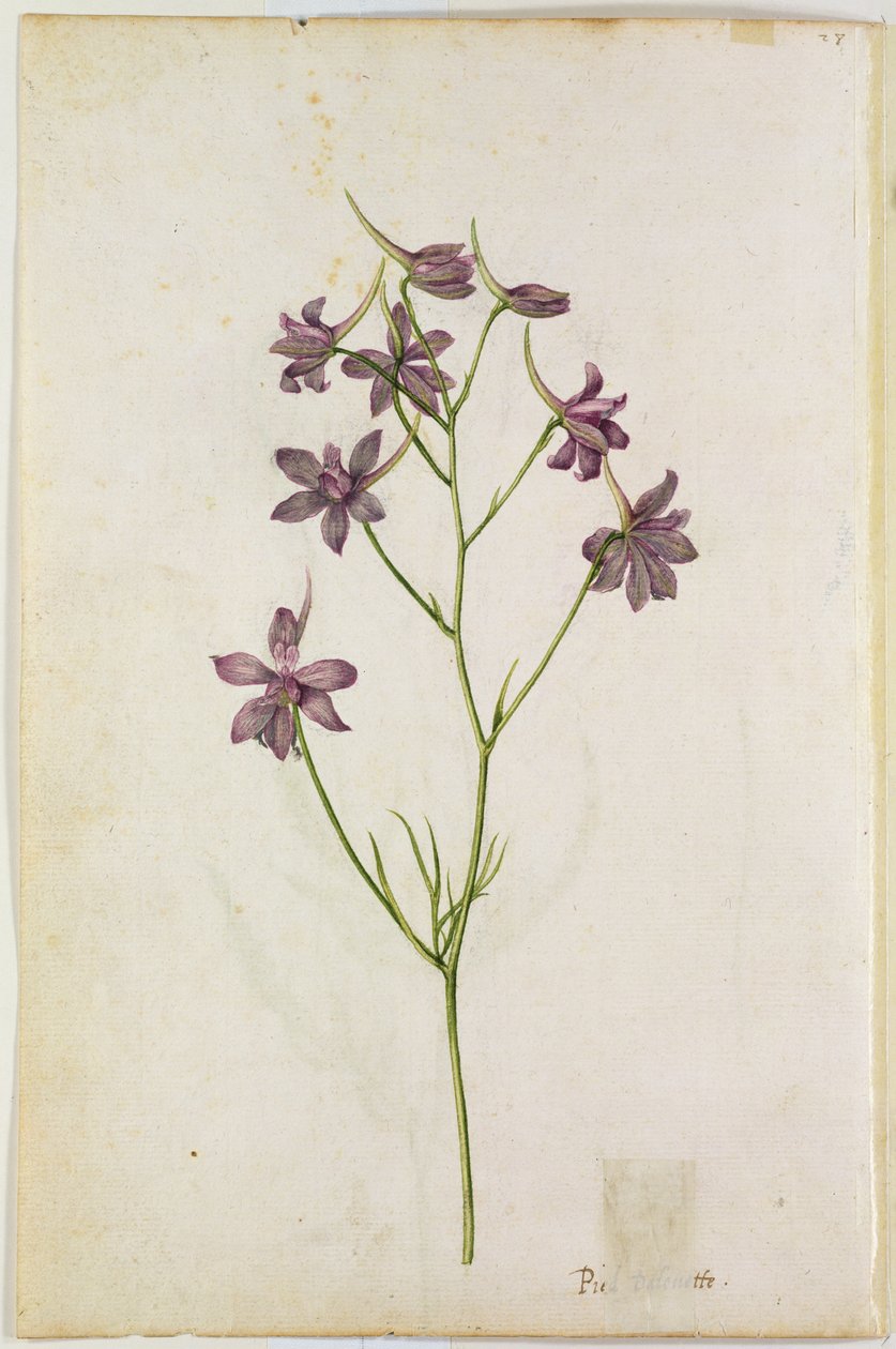 Delphinium ajacis, ok. 1568 r. autorstwa Jacques Le Moyne