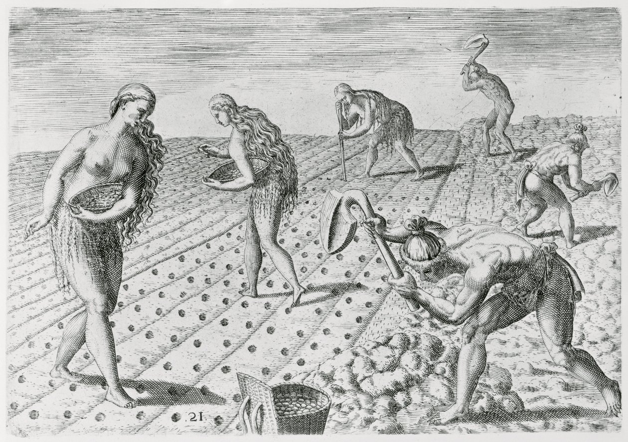 Indianie z Florydy sadzący kukurydzę, z „Grandes Voyages”, 1591, napisany i ryty przez Theodora de Bry (1528-98) (patrz także 180136) autorstwa Jacques Le Moyne