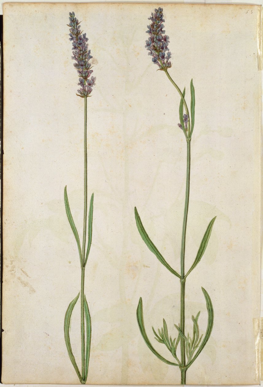 Lavandula officinalis (lawenda staroangielska), ok. 1568 r. autorstwa Jacques Le Moyne