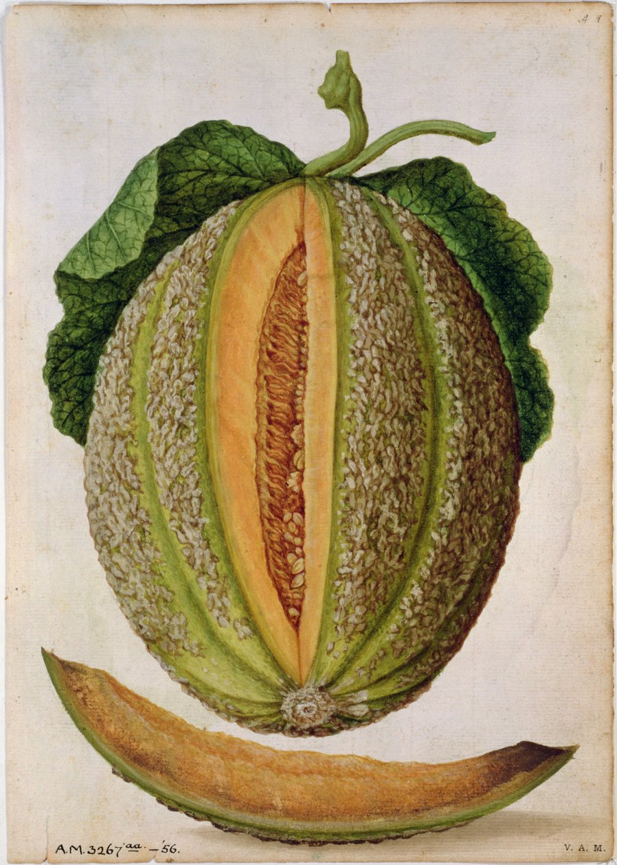 Melon, ok.1568 autorstwa Jacques Le Moyne