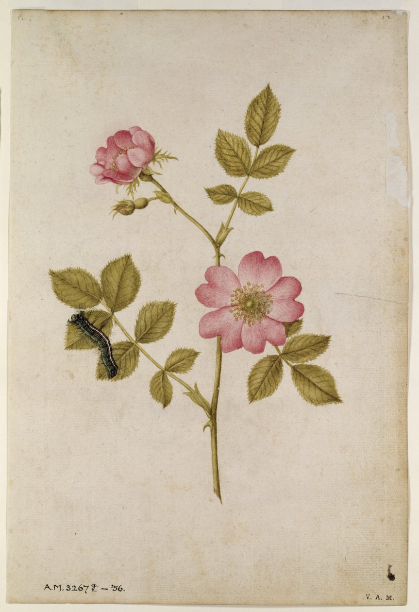 Rosa Canina - Dogrose i Caterpillar (ołówek i wc na papierze) autorstwa Jacques Le Moyne