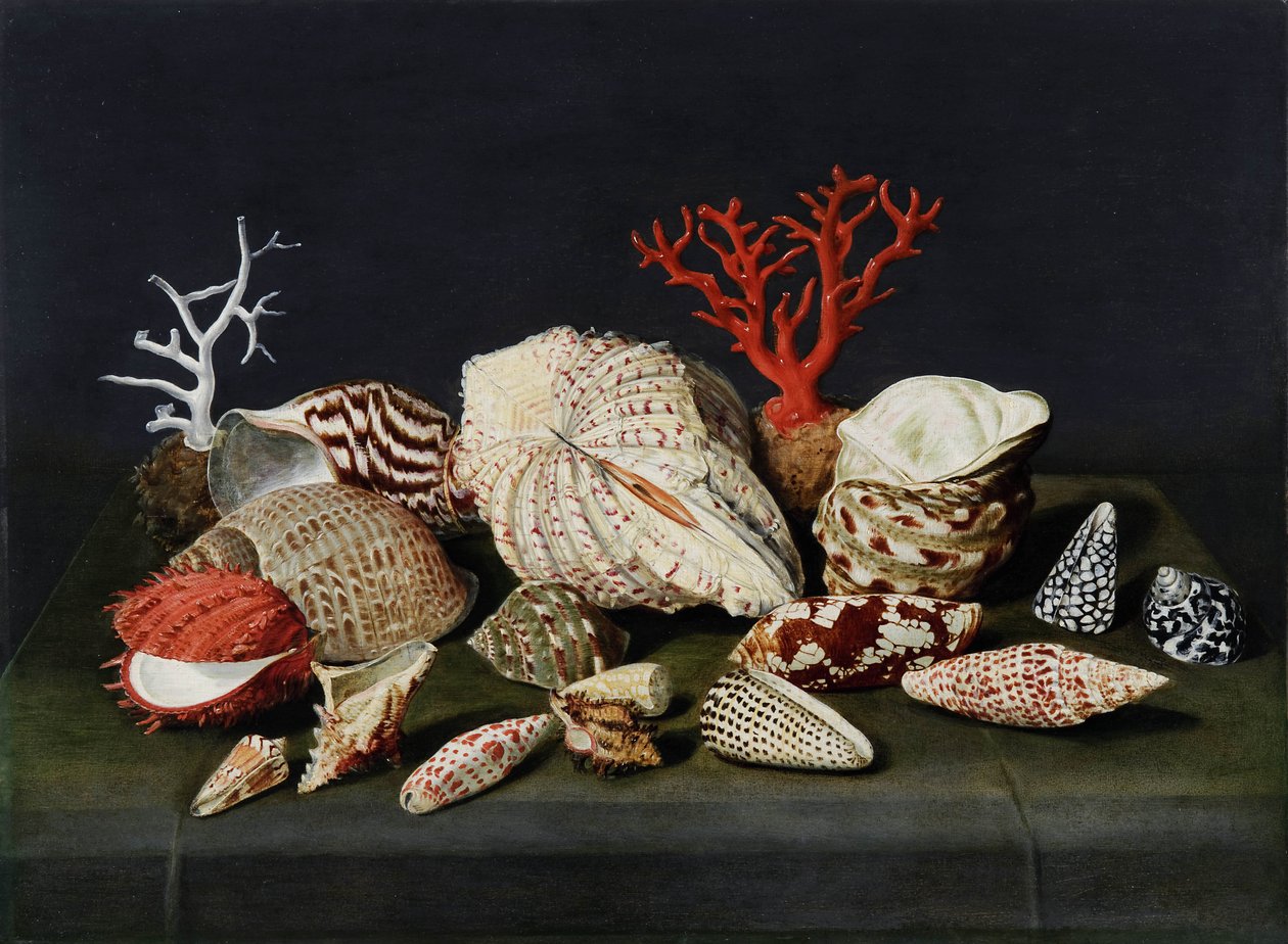 Martwa natura z muszlami i koralem autorstwa Jacques Linard