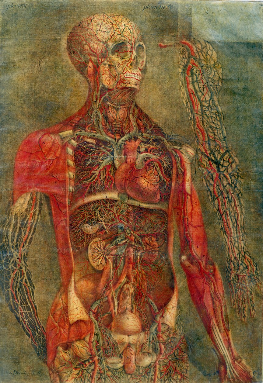 Organy wewnętrzne ciała, płyta z sekcji "Anatomia wnętrzności", malowana i rytowana przez Gautiera, 1745 (kolorystyka) autorstwa Jacques Fabien Gautier d