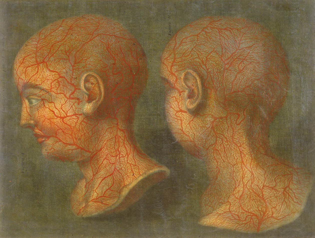 Powierzchowne naczynia krwionośne głowy i szyi, z „Anatomie de la Tete”, 1748 (mezzotinta) autorstwa Jacques Fabien Gautier d