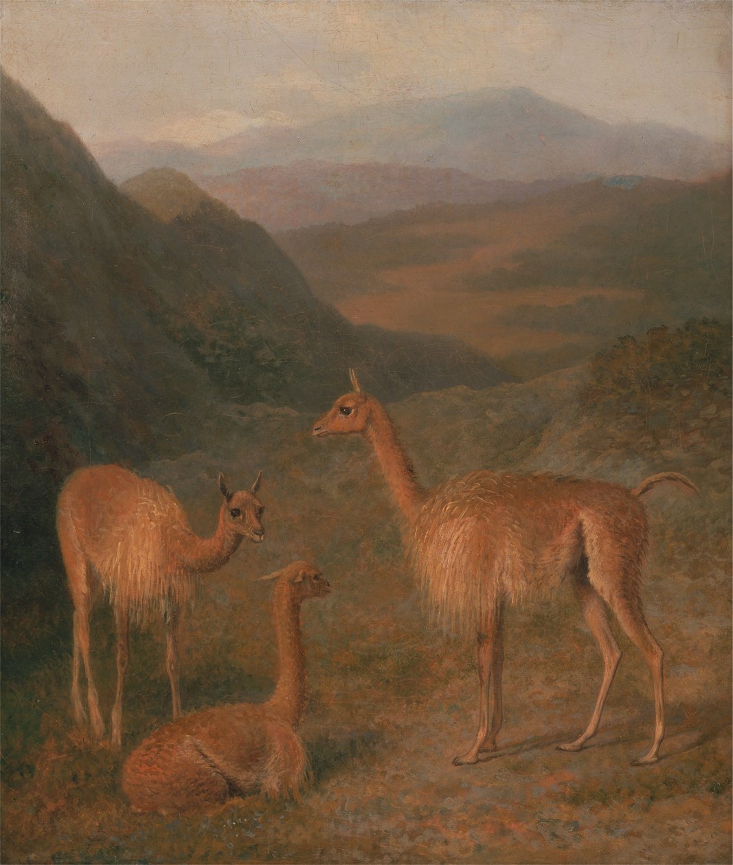 Wikunie autorstwa Jacques-Laurent Agasse