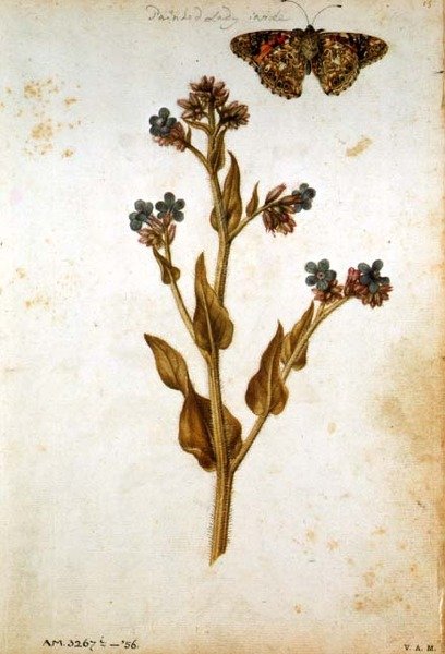 Anchusa officinalis z Malowaną Panią Motyl, ok.1568 autorstwa Jacques  Le Moyne