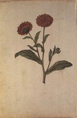 Calendula officinalis, ok. 1568 autorstwa Jacques  Le Moyne