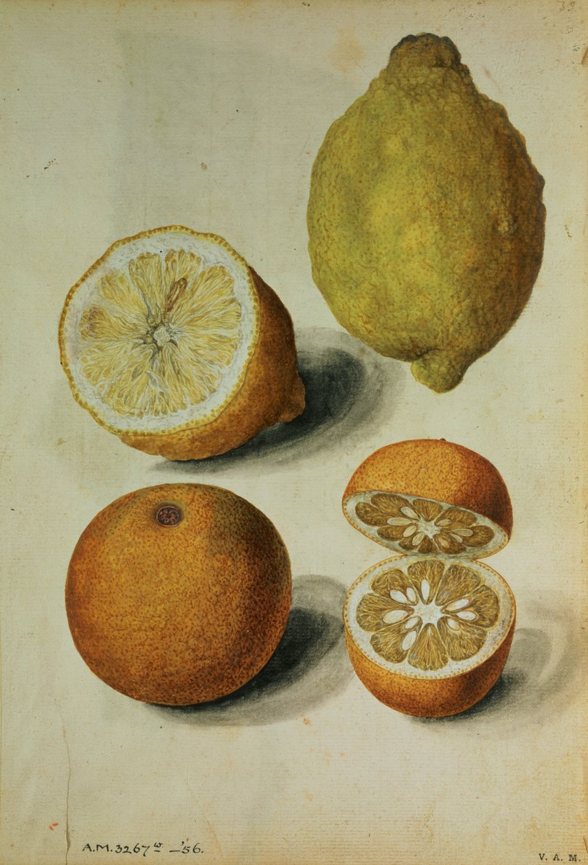 Cytryny: Citrus limonum i Citrus aurantium, ok. 1568 (akwarela na papierze) autorstwa Jacques (1533 88) Le Moyne