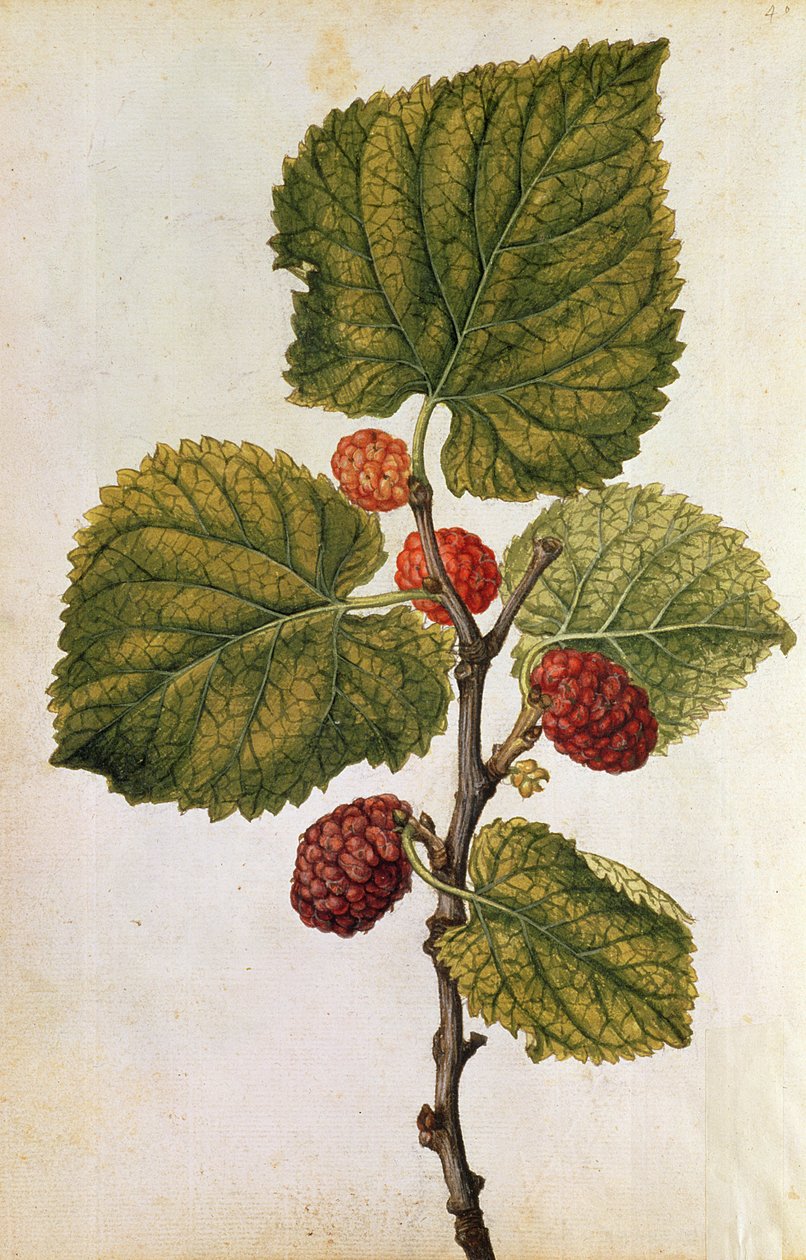  autorstwa Jacques (1533-88) Le Moyne