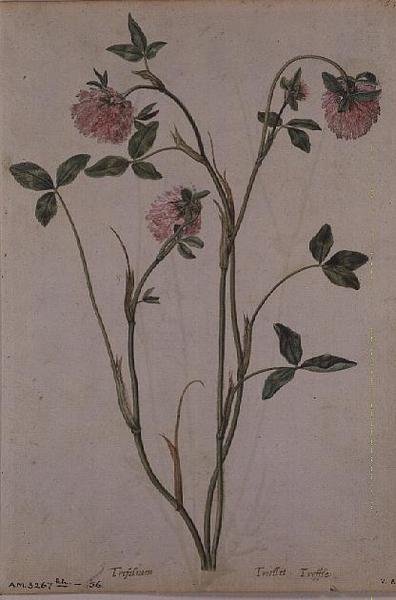 Trifolium pratense, ok.1568 autorstwa Jacques  Le Moyne