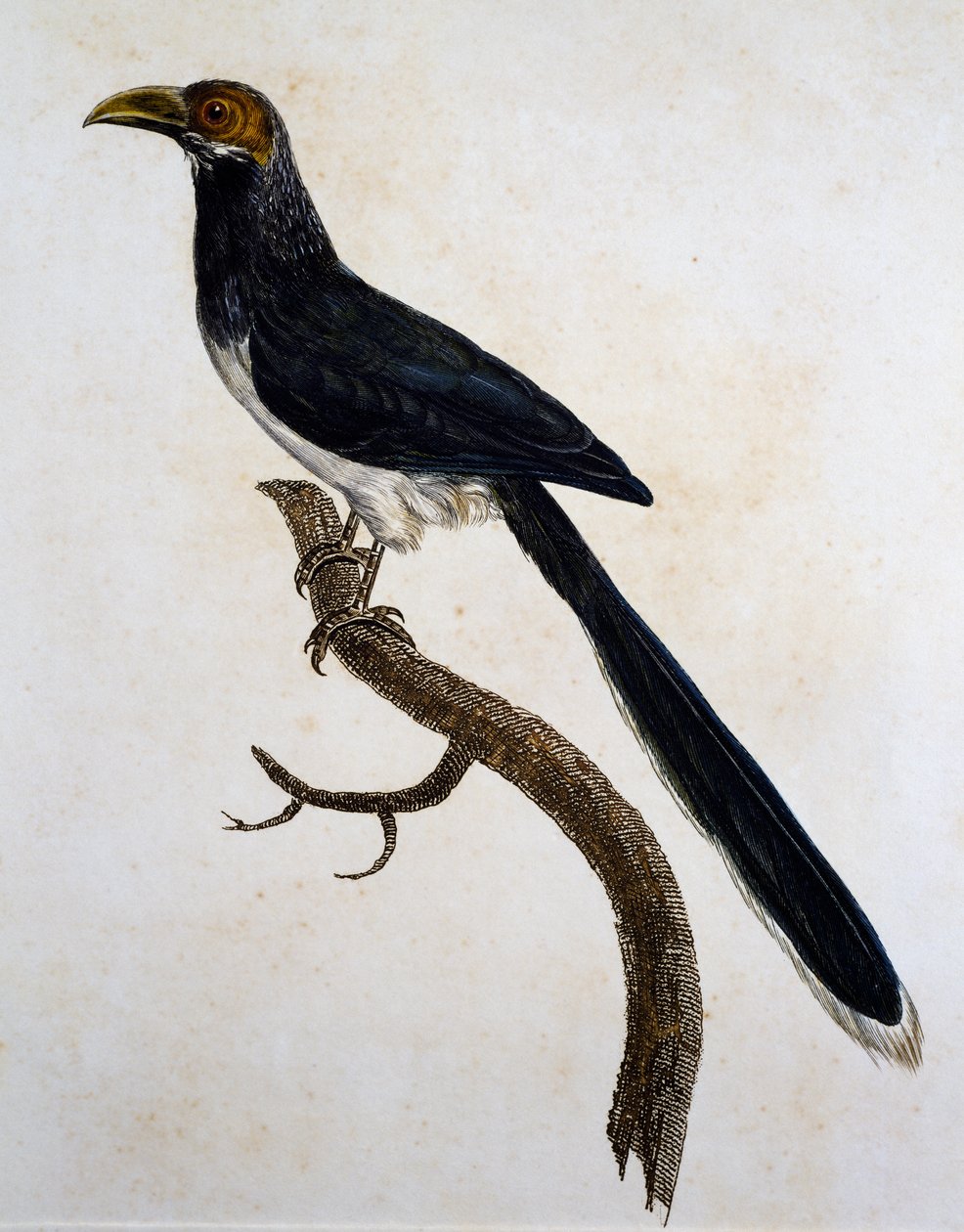 Malkoha czerwonolica (Phaenicophaeus pyrrhocephalus) autorstwa Jacques (after) Barraband