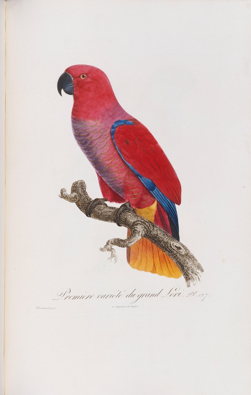 Premiere variete du Grand Lori, grawerowane przez Langlois, c.1801-05 autorstwa Jacques Barraband