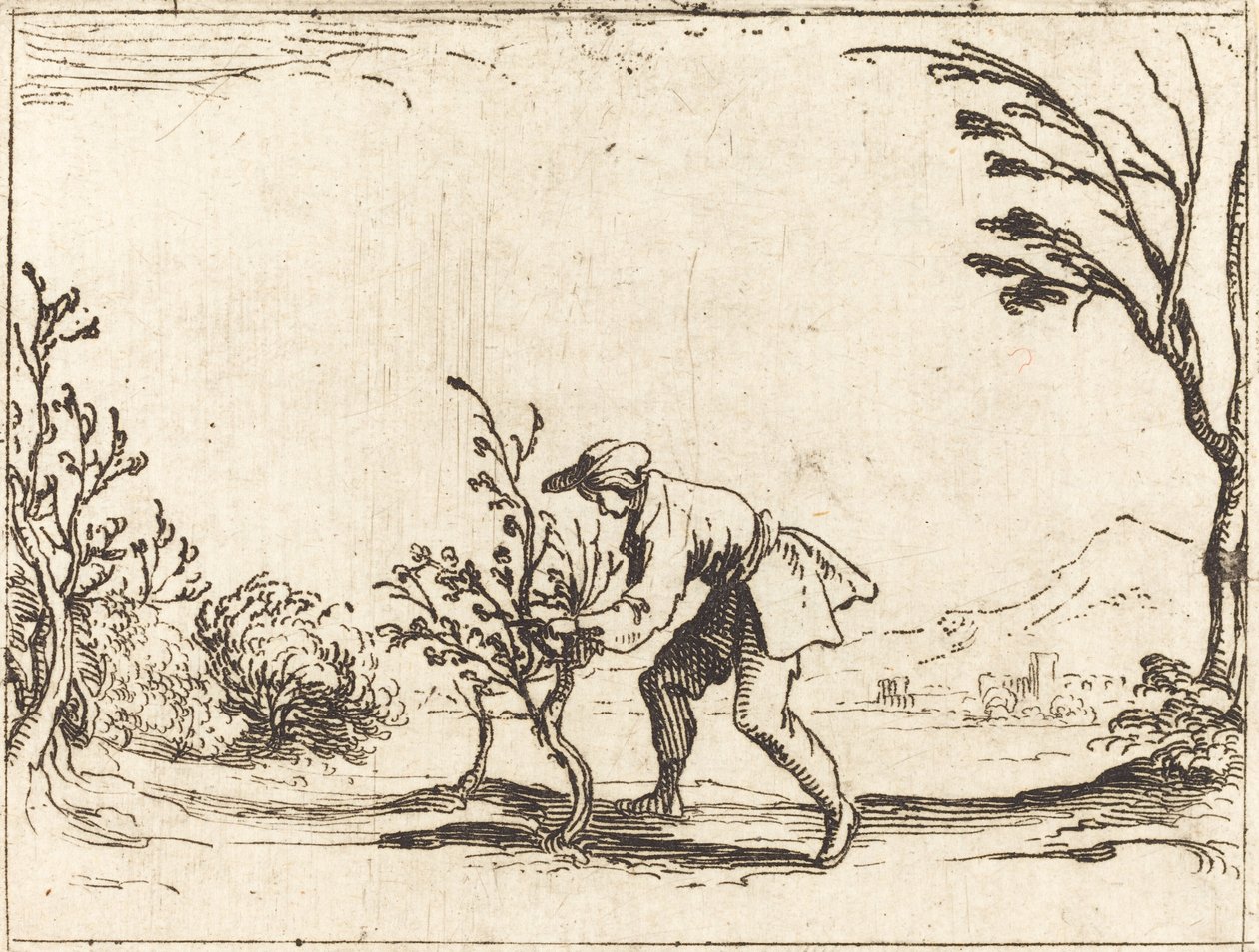 Mężczyzna ścina balsam autorstwa Jacques Callot