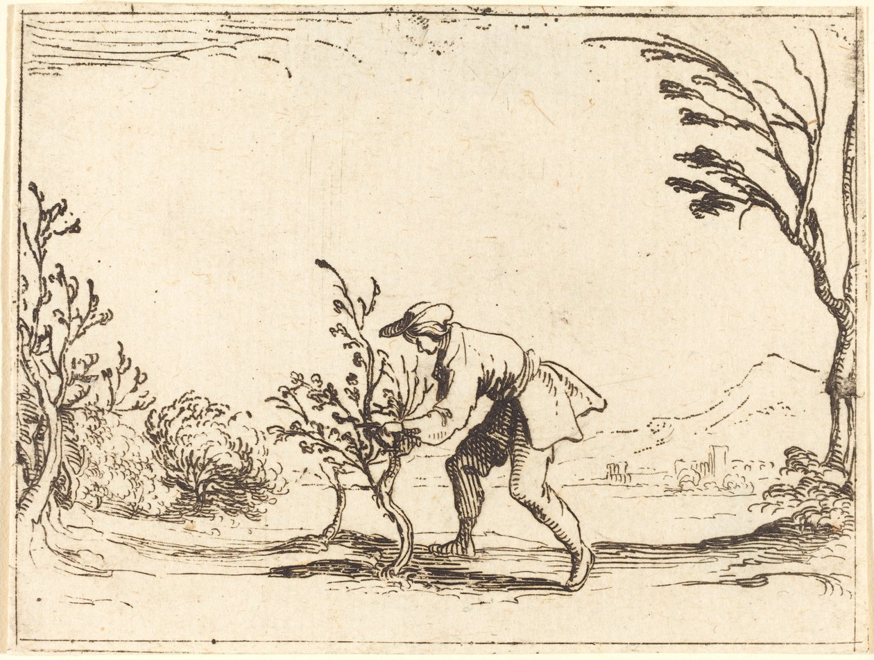 Mężczyzna ścina balsam autorstwa Jacques Callot