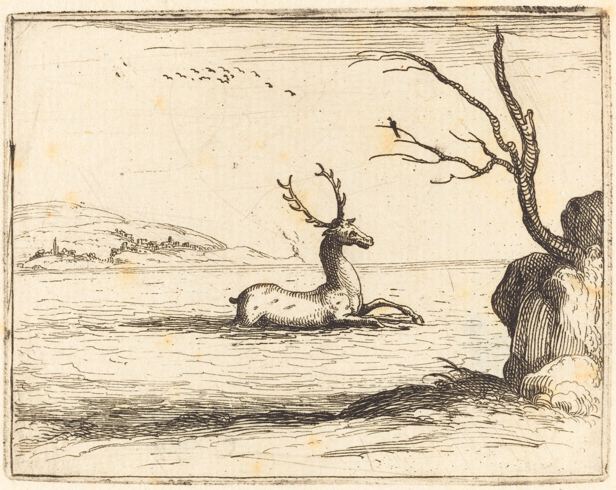 Jeleń w wodzie autorstwa Jacques Callot