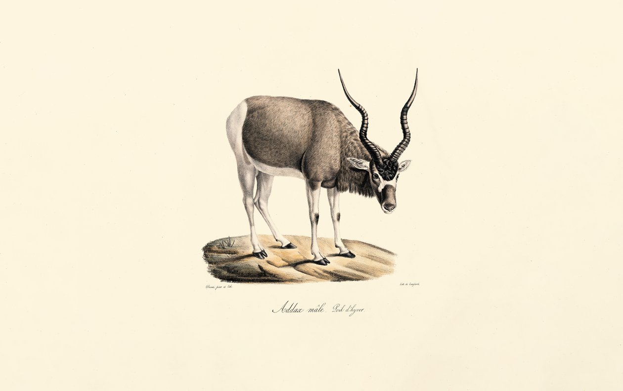 Addax Antelope (płaszcz zimowy) autorstwa Jacques Christophe Werner