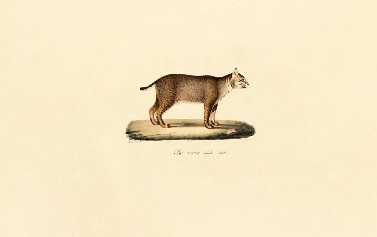Dorosły Bobcat autorstwa Jacques Christophe Werner