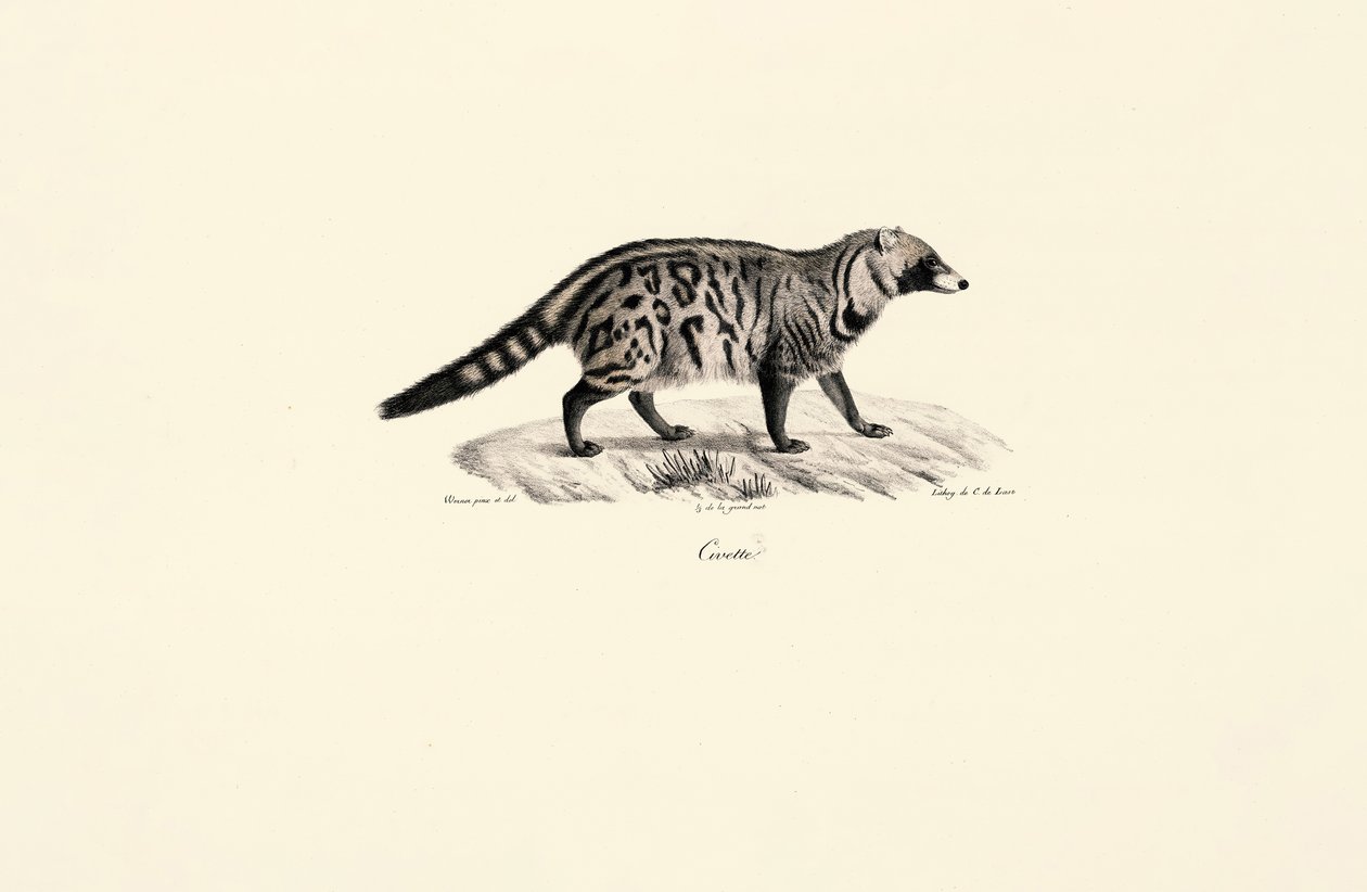 Cyweta afrykańska (Civettictis civetta) autorstwa Jacques Christophe Werner