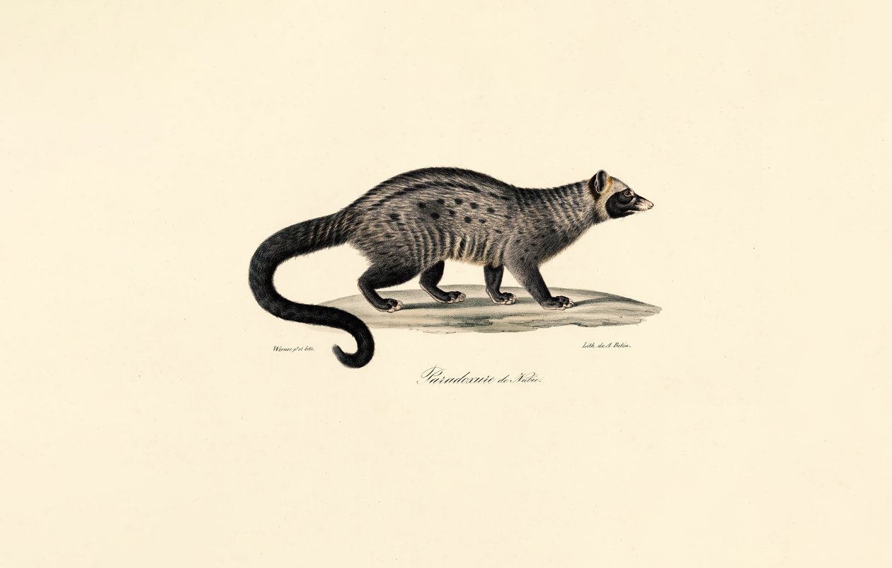 Cyweta afrykańska autorstwa Jacques Christophe Werner
