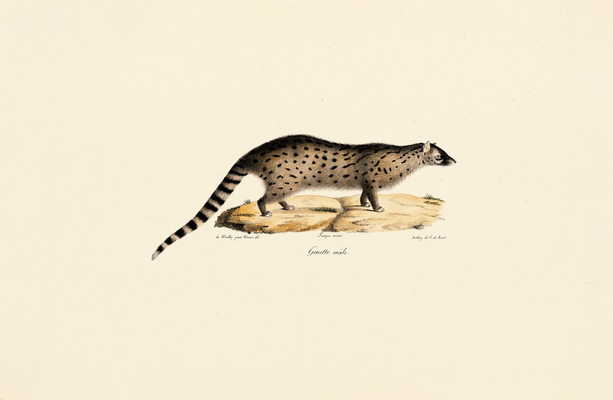 African Genet autorstwa Jacques Christophe Werner