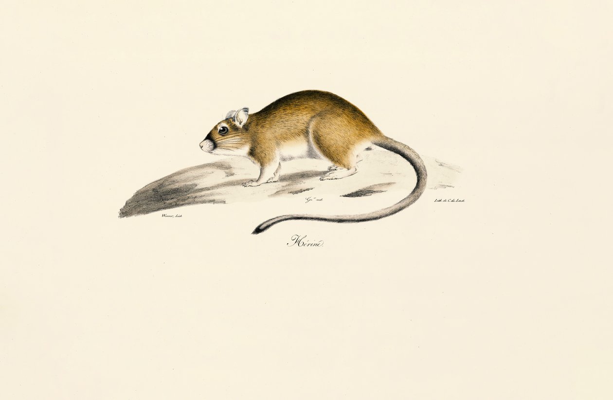 Gerbil afrykański autorstwa Jacques Christophe Werner
