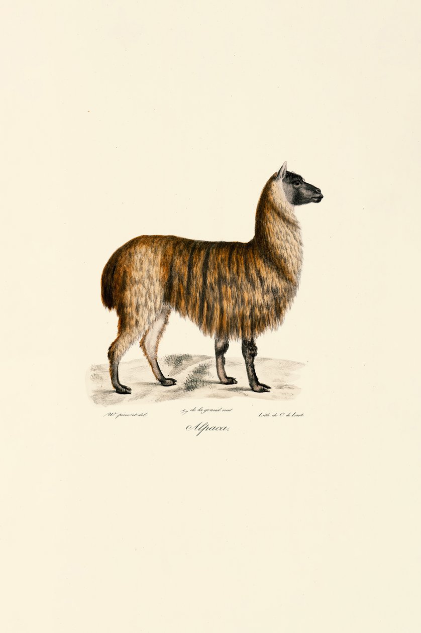 Alpaka (Vicugna pacos) autorstwa Jacques Christophe Werner
