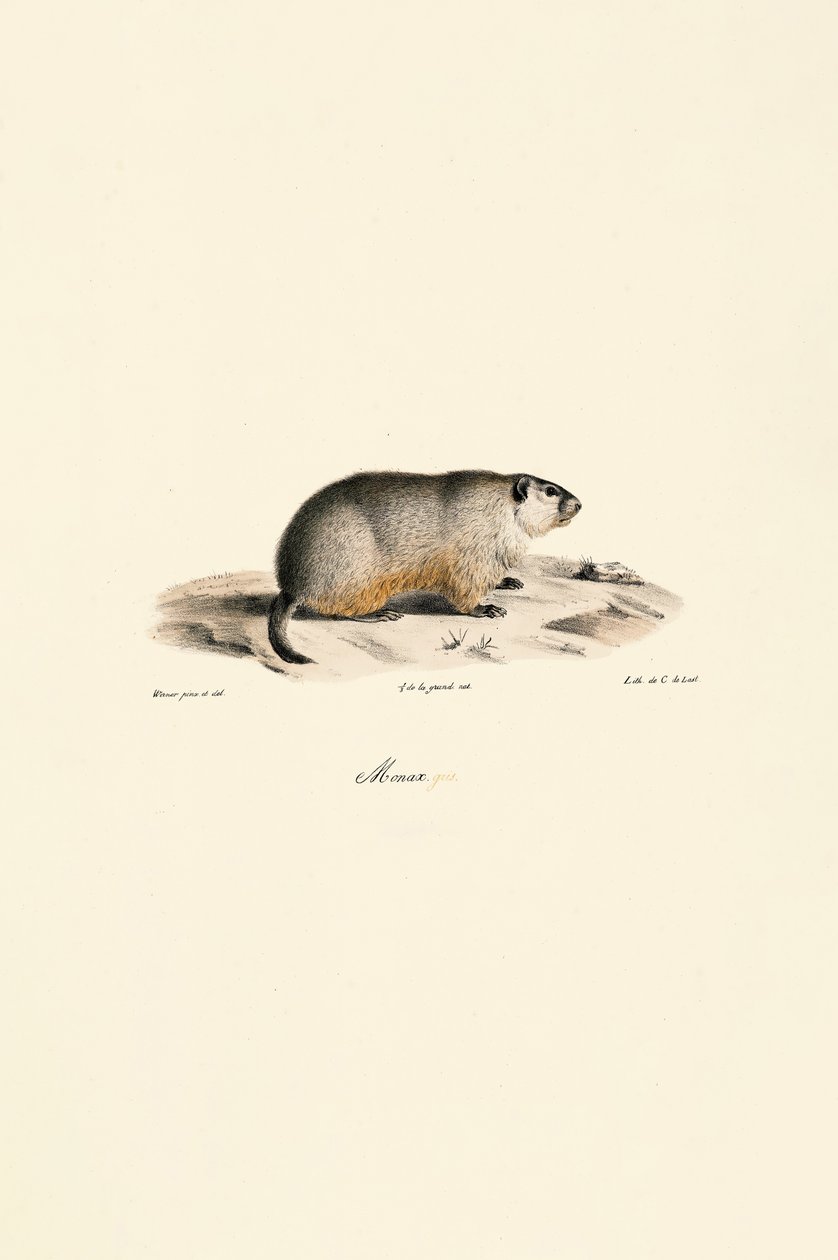  autorstwa Jacques Christophe Werner