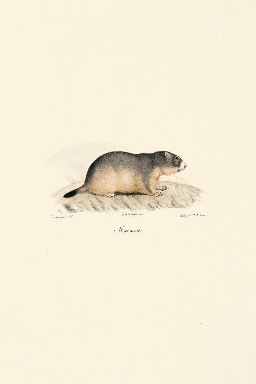 Alpine Marmot autorstwa Jacques Christophe Werner
