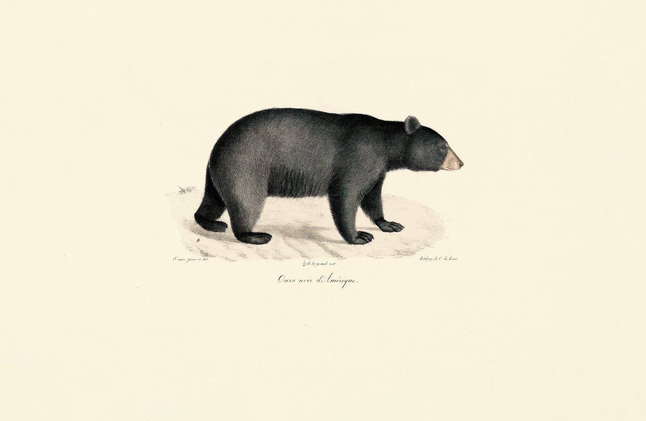  autorstwa Jacques Christophe Werner