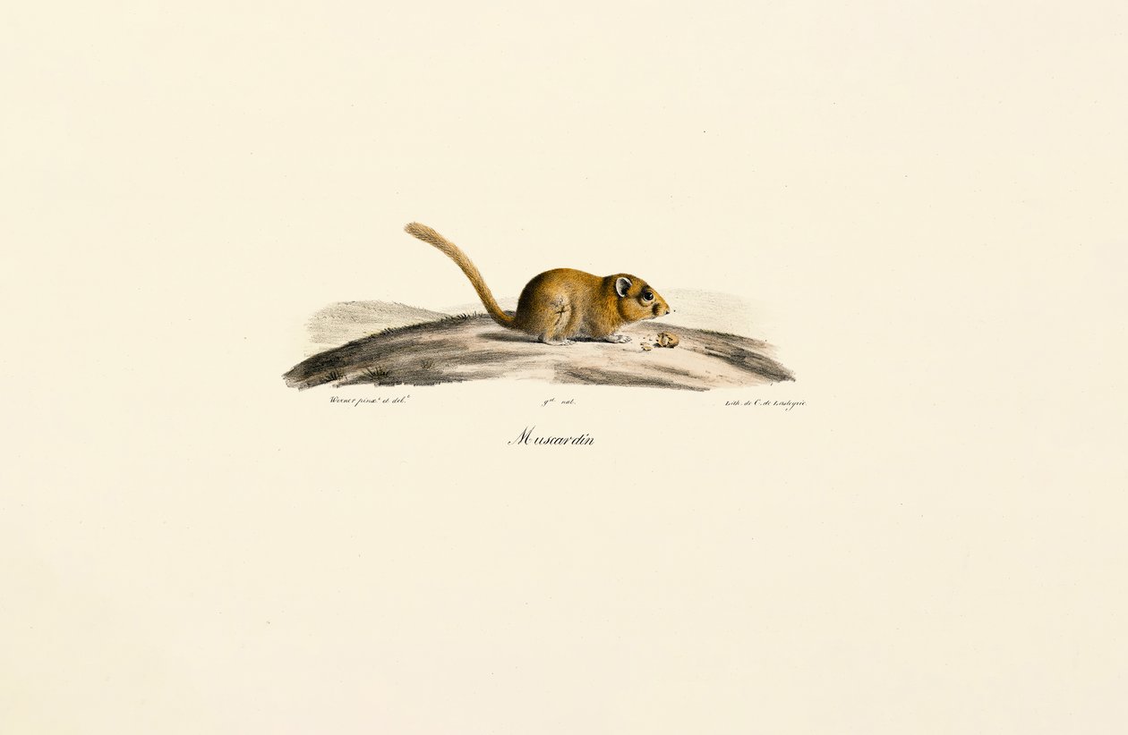 Amerykańska mysz jelenia autorstwa Jacques Christophe Werner