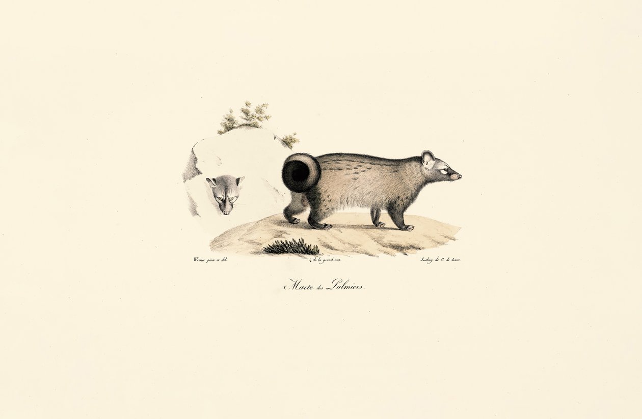 Azjatycki cyweta palmowy autorstwa Jacques Christophe Werner