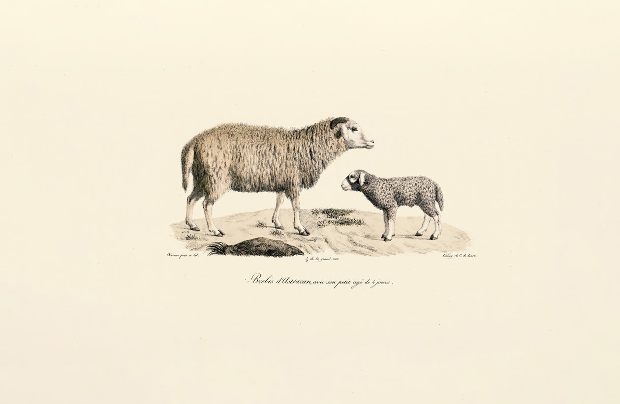  autorstwa Jacques Christophe Werner