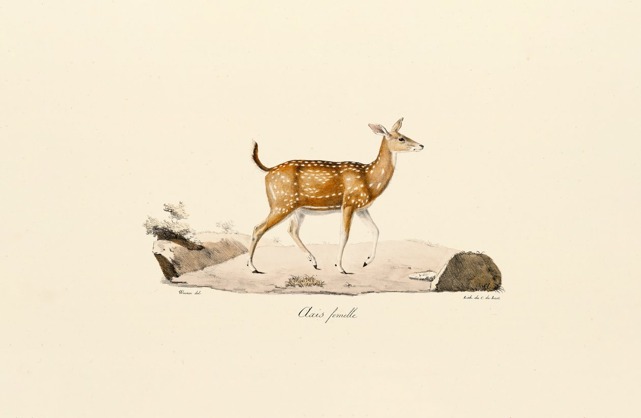  autorstwa Jacques Christophe Werner