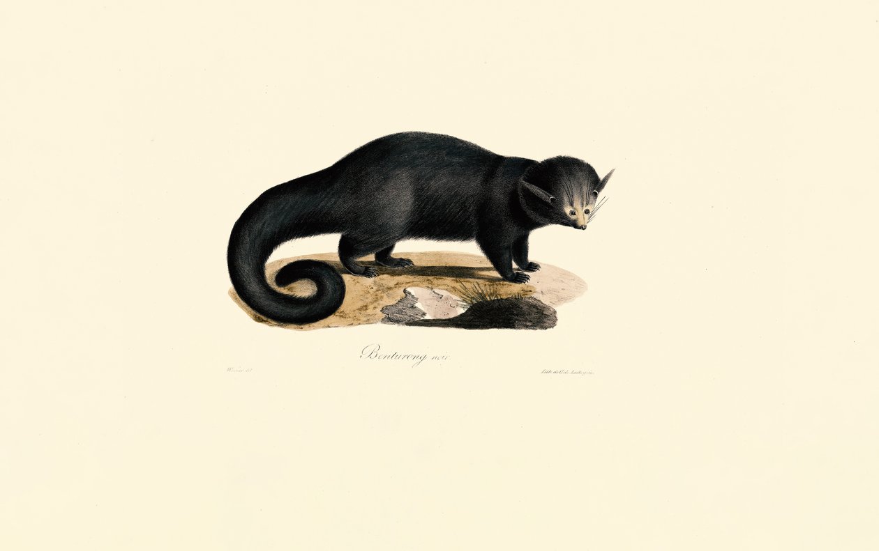 Binturong (Arctictis binturong) autorstwa Jacques Christophe Werner