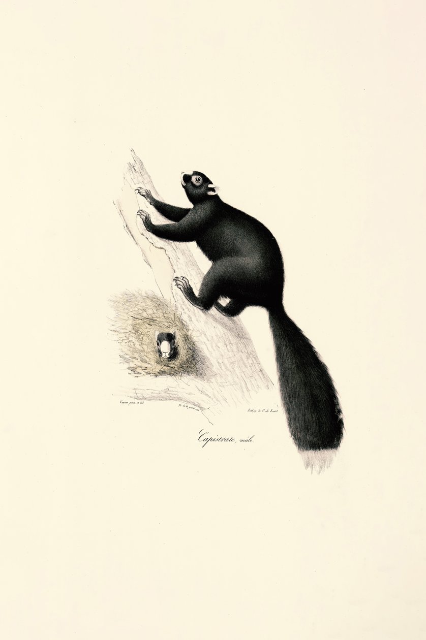  autorstwa Jacques Christophe Werner