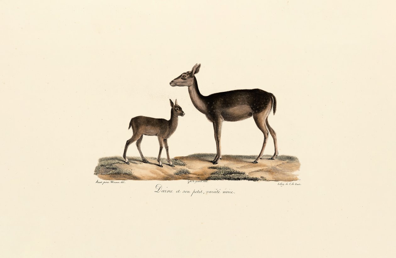  autorstwa Jacques Christophe Werner