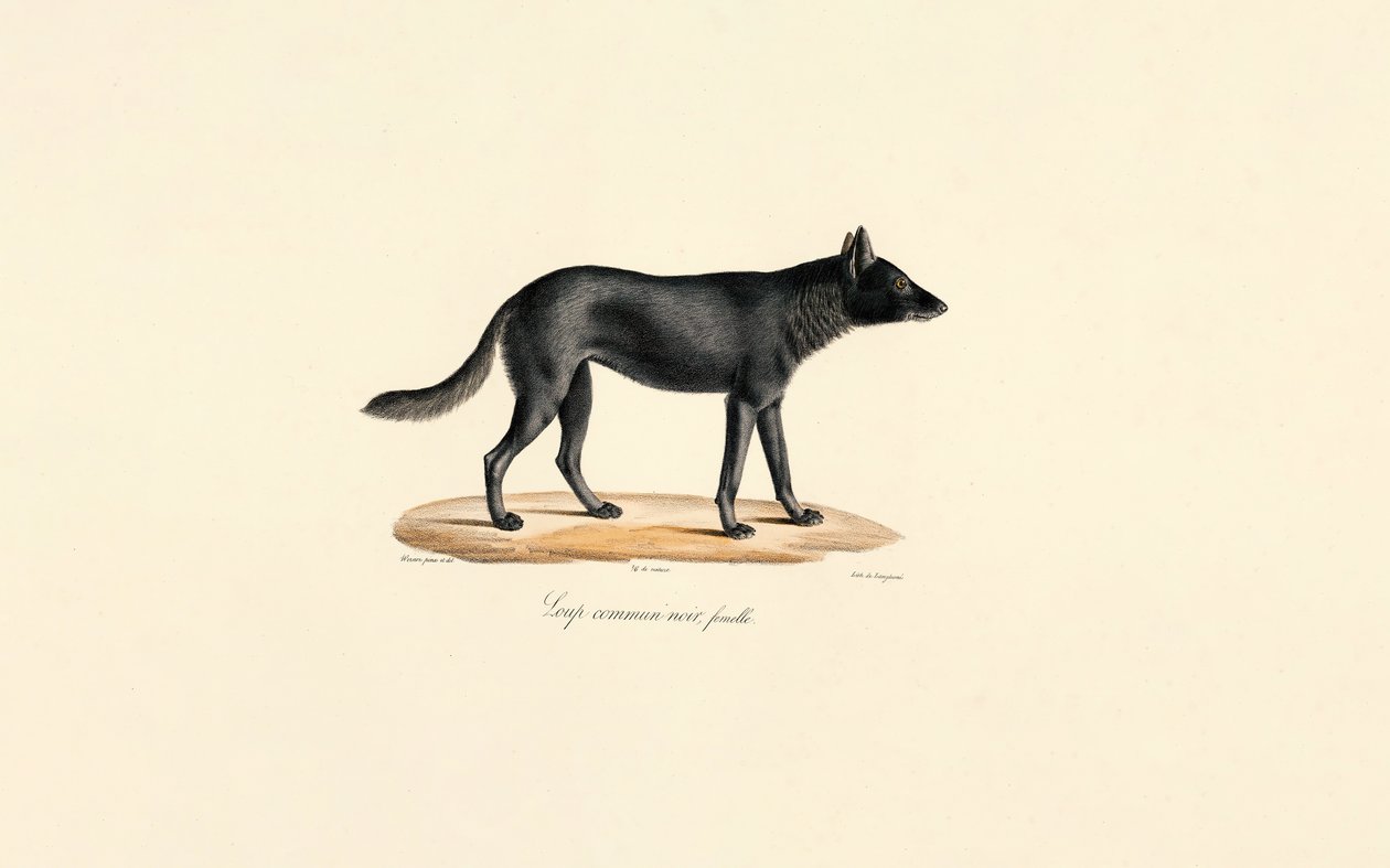 Samica czarnego wilka autorstwa Jacques Christophe Werner
