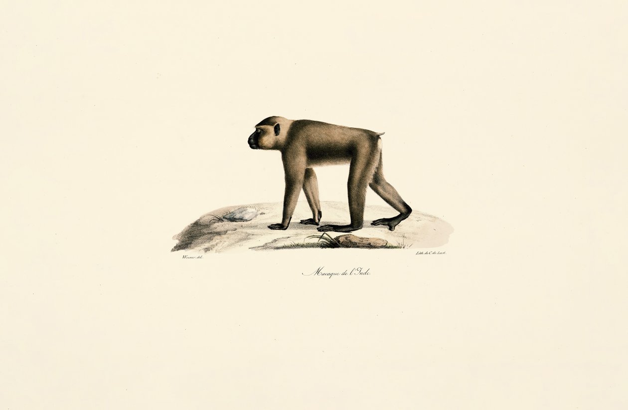  autorstwa Jacques Christophe Werner