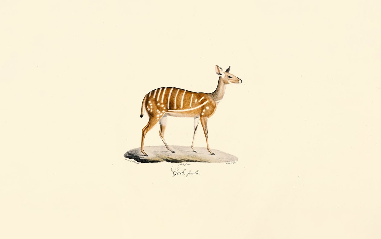 Bushbuck (antylopa Guib, samica) autorstwa Jacques Christophe Werner