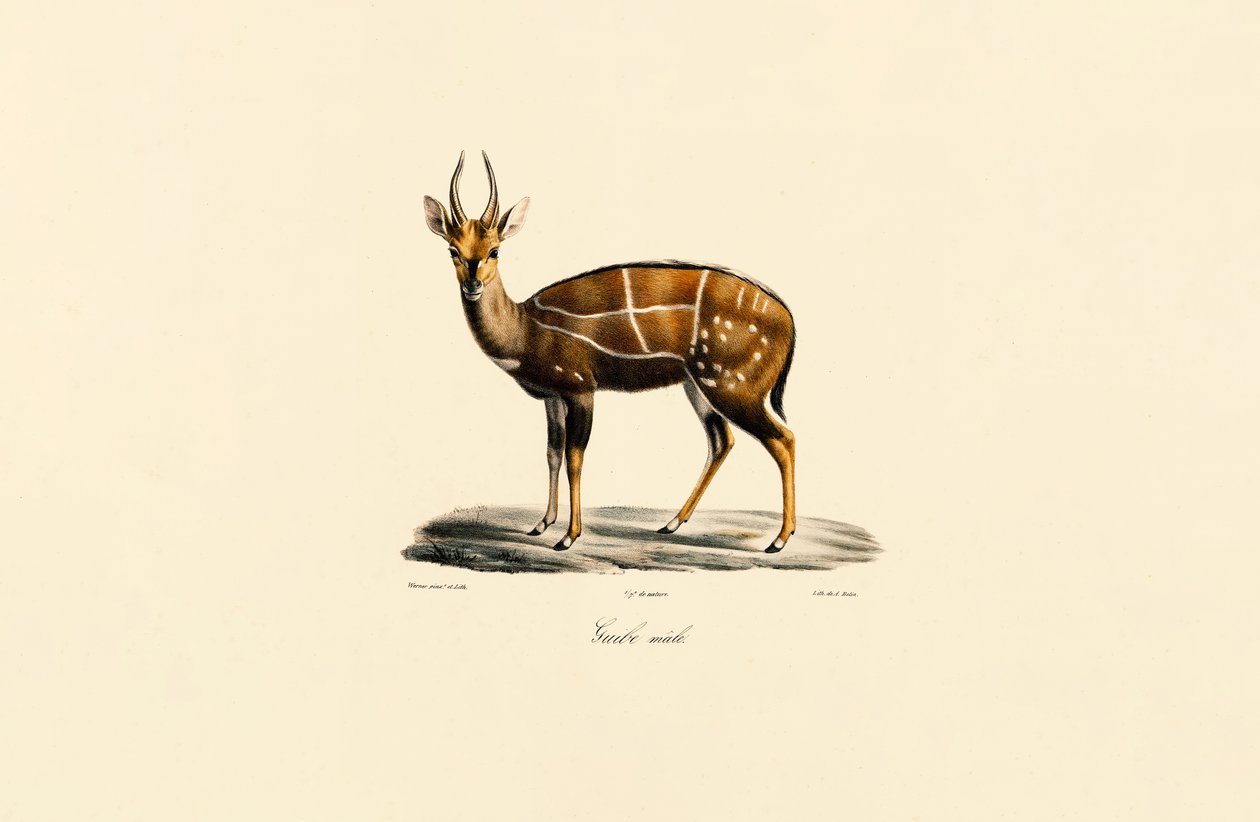 Bushbuck (samiec) autorstwa Jacques Christophe Werner