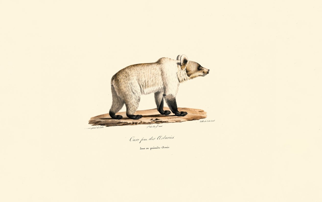 Niedźwiedź brunatny kantabryjski (Ursus arctos pyrenaicus) autorstwa Jacques Christophe Werner