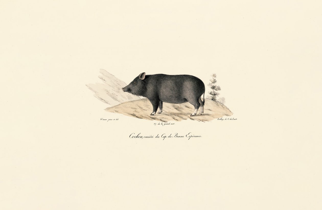 Cape Warthog autorstwa Jacques Christophe Werner