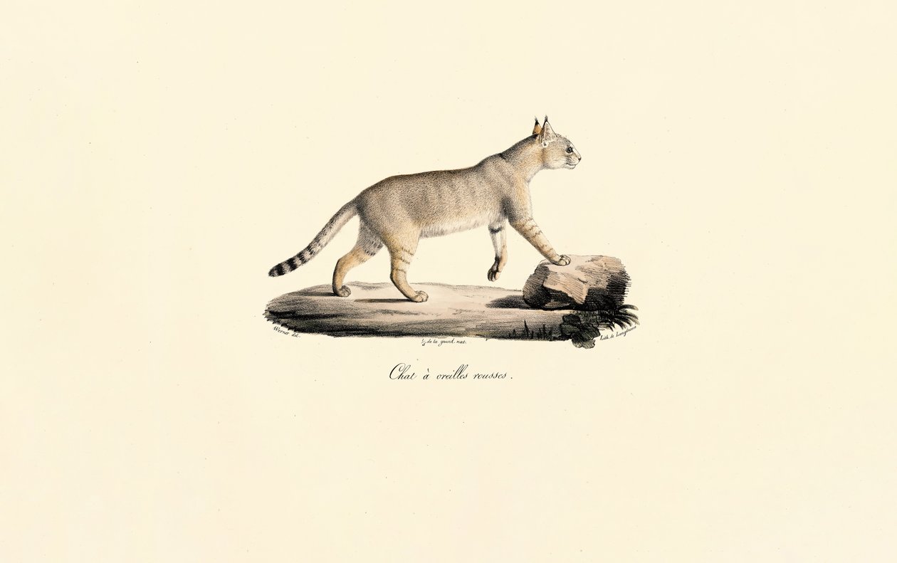 Caracal autorstwa Jacques Christophe Werner