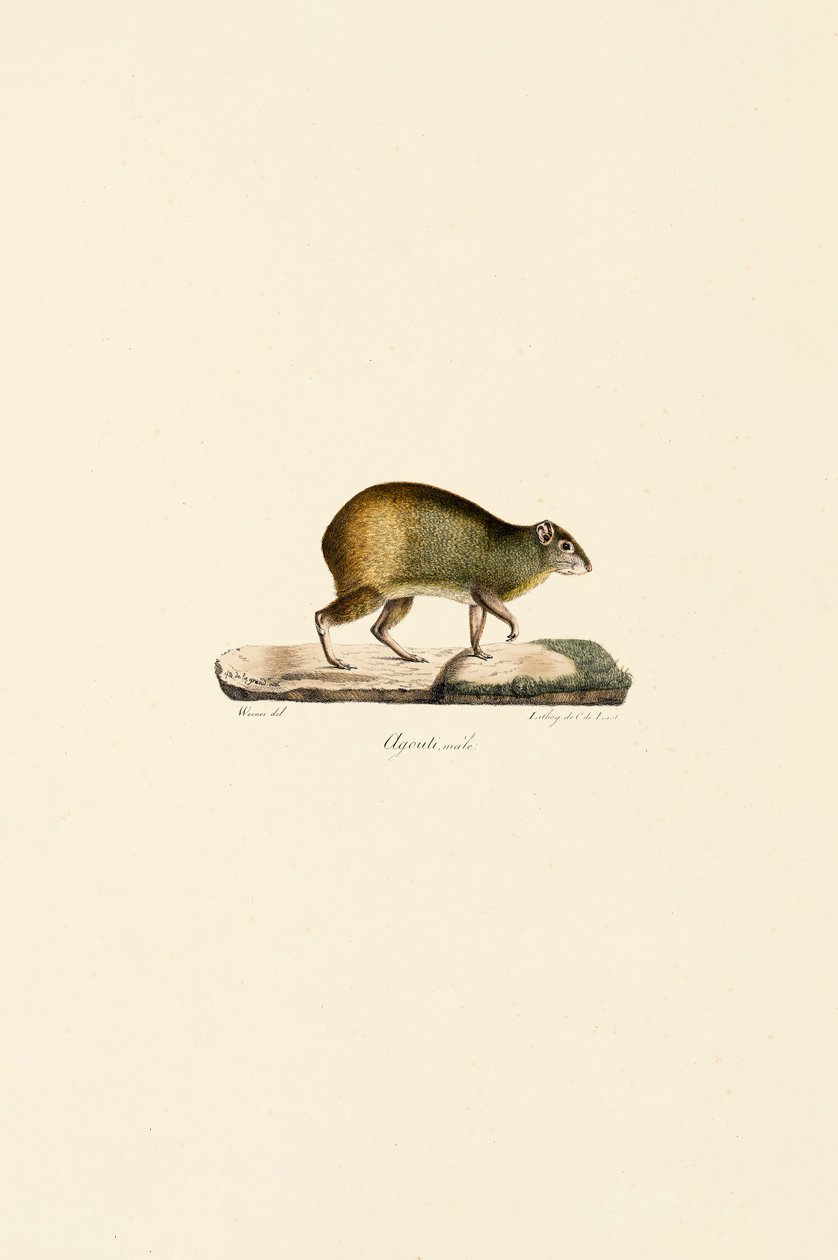 Agouti środkowoamerykański (samiec) autorstwa Jacques Christophe Werner