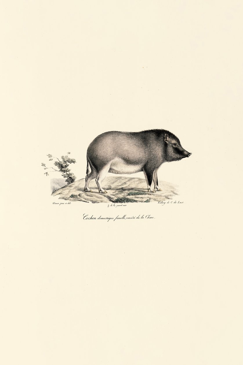 Chińska świnia domowa autorstwa Jacques Christophe Werner