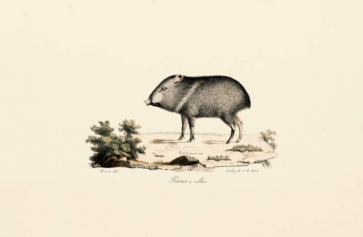  autorstwa Jacques Christophe Werner