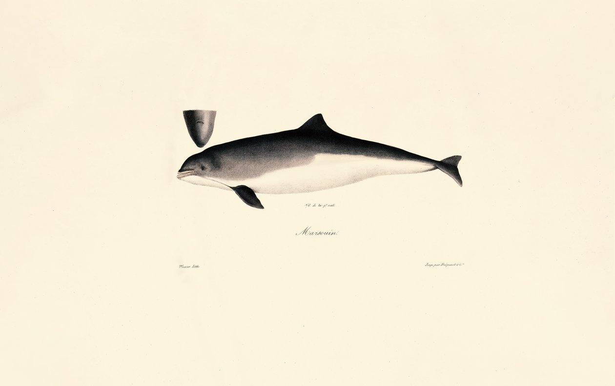 Delfin butlonosy autorstwa Jacques Christophe Werner