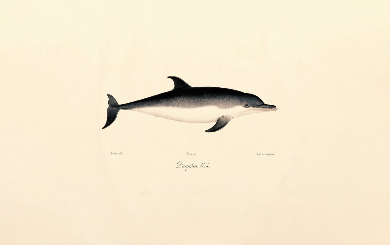 Delfin zwyczajny autorstwa Jacques Christophe Werner