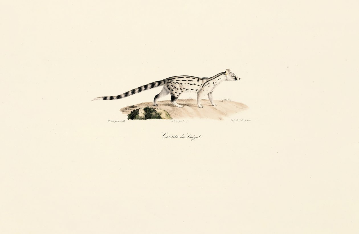  autorstwa Jacques Christophe Werner